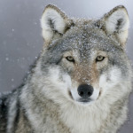 Foto del profilo di Great Wolf