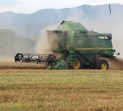 Mottura Società Agricola, Agricola Gorini - Civitella D’Agliano (VT) - La trebbiatura del grano 3