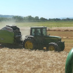 Mottura Società Agricola, Agricola Gorini - Civitella D’Agliano (VT) - Una bella giornata di raccolta