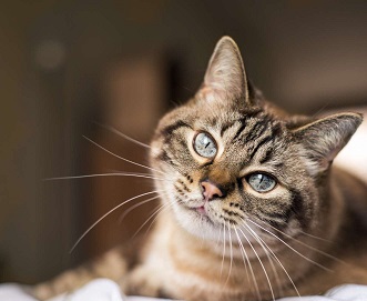 gatto-comunicazione-la-repubblica-degli-animalid'0809'